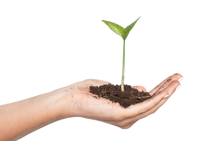 Hands cupping a young plant