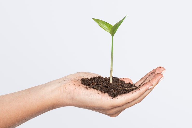 Young plant sprouting in soil